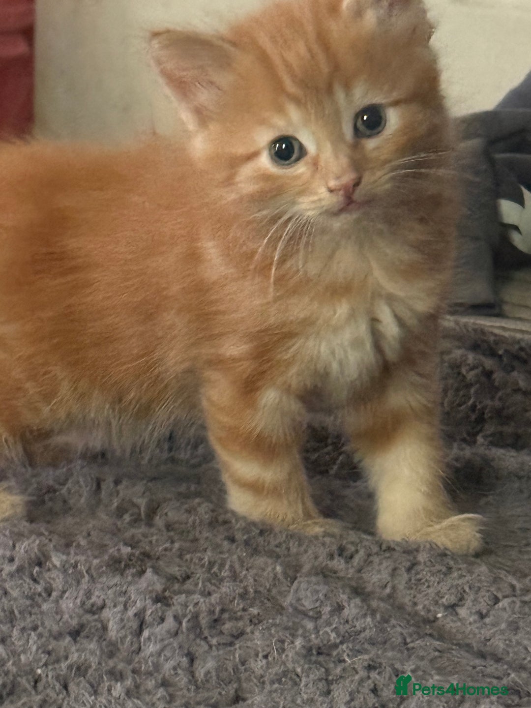 Maine Coon cats for sale: Ginger kittens - Advert 10