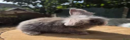 Angora rabbits for sale: Teddywidders super fluffy  ready to go now - Advert 4