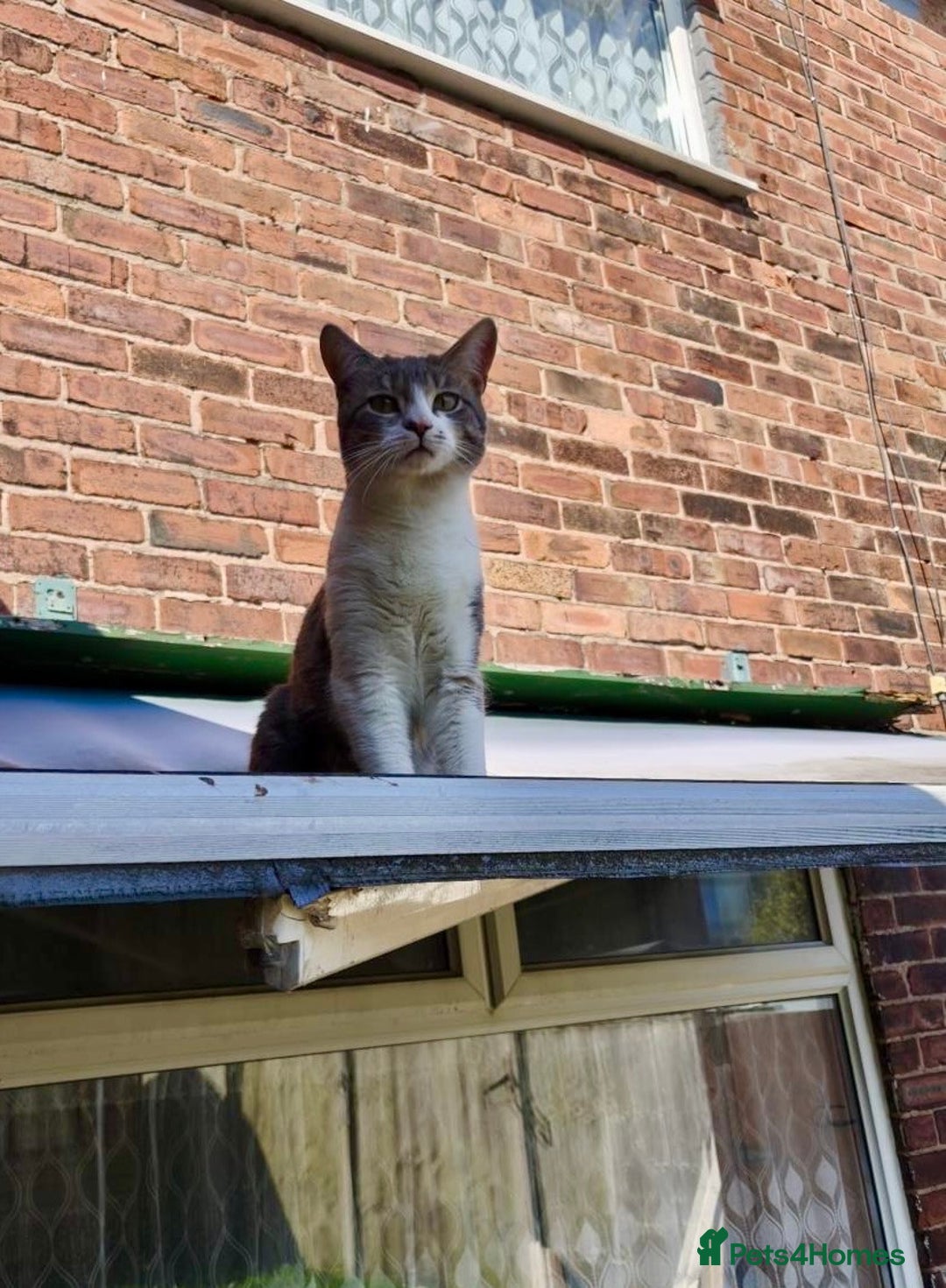 Domestic Shorthair cats for sale: Beautiful Leo  - Image 2