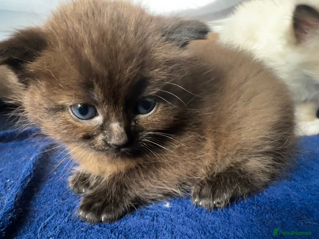 Ragdoll cats for sale: ONE GIRL LEFT! CUDDLY RAGDOLL-PERSIAN KITTENS - Image 1