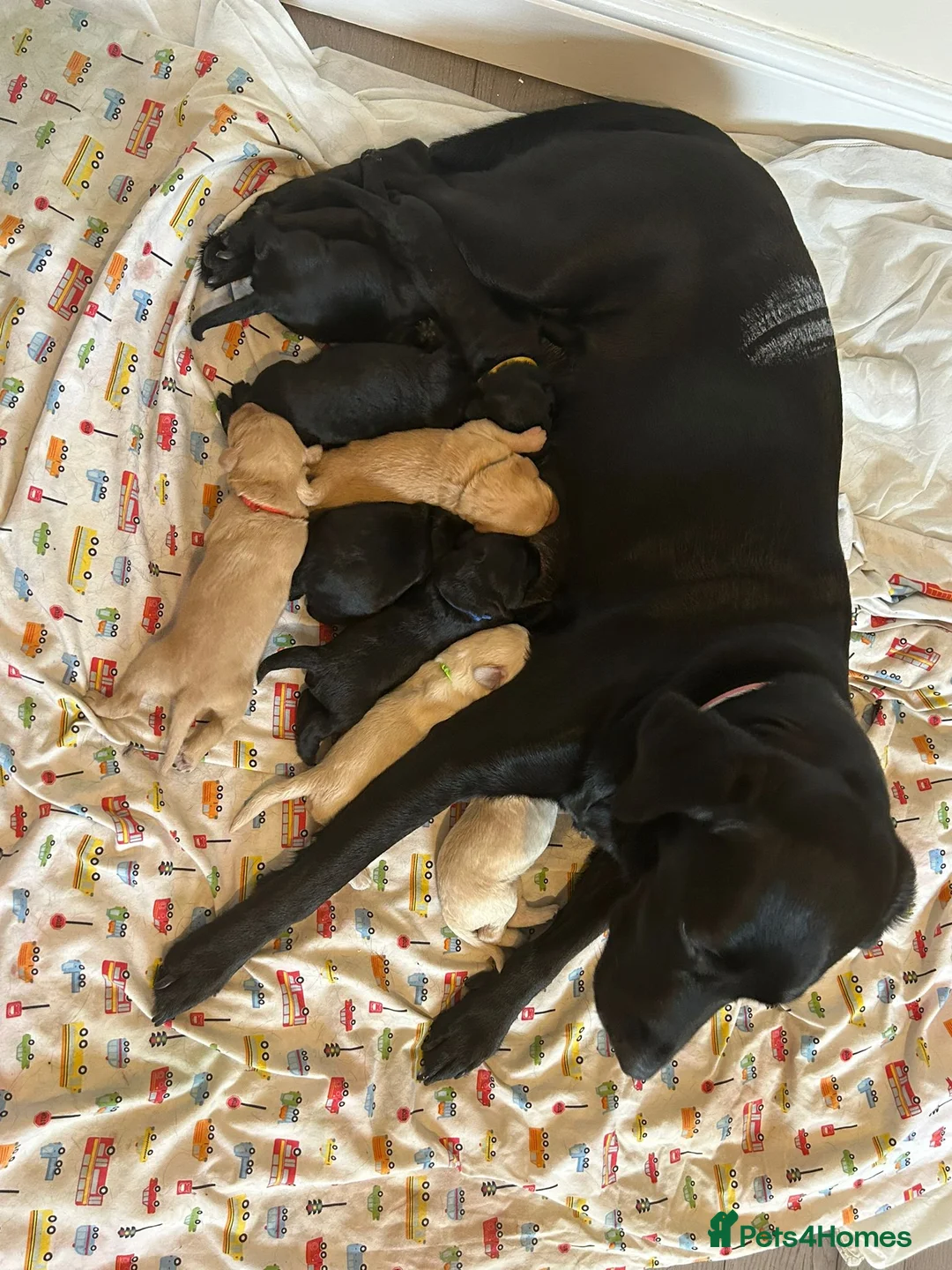 Poodle dogs for stud: K.C Reg Standard Poodle for Stud  in Chesterfield - Advert 8