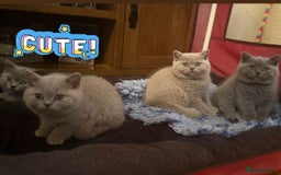 British Shorthair cats for sale: 💙GCCF MALE BSH KITTENS OUTSTANDING CHAMPION LINES - Image 4