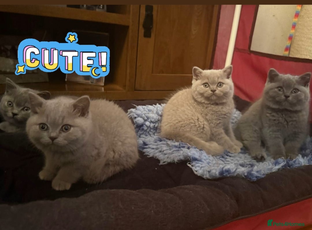 British Shorthair cats for sale: 💙GCCF MALE BSH KITTENS OUTSTANDING CHAMPION LINES - Image 4