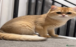British Shorthair cats for sale: GCCF reg BSH Chocolate and Black Golden Kittens - Image 3