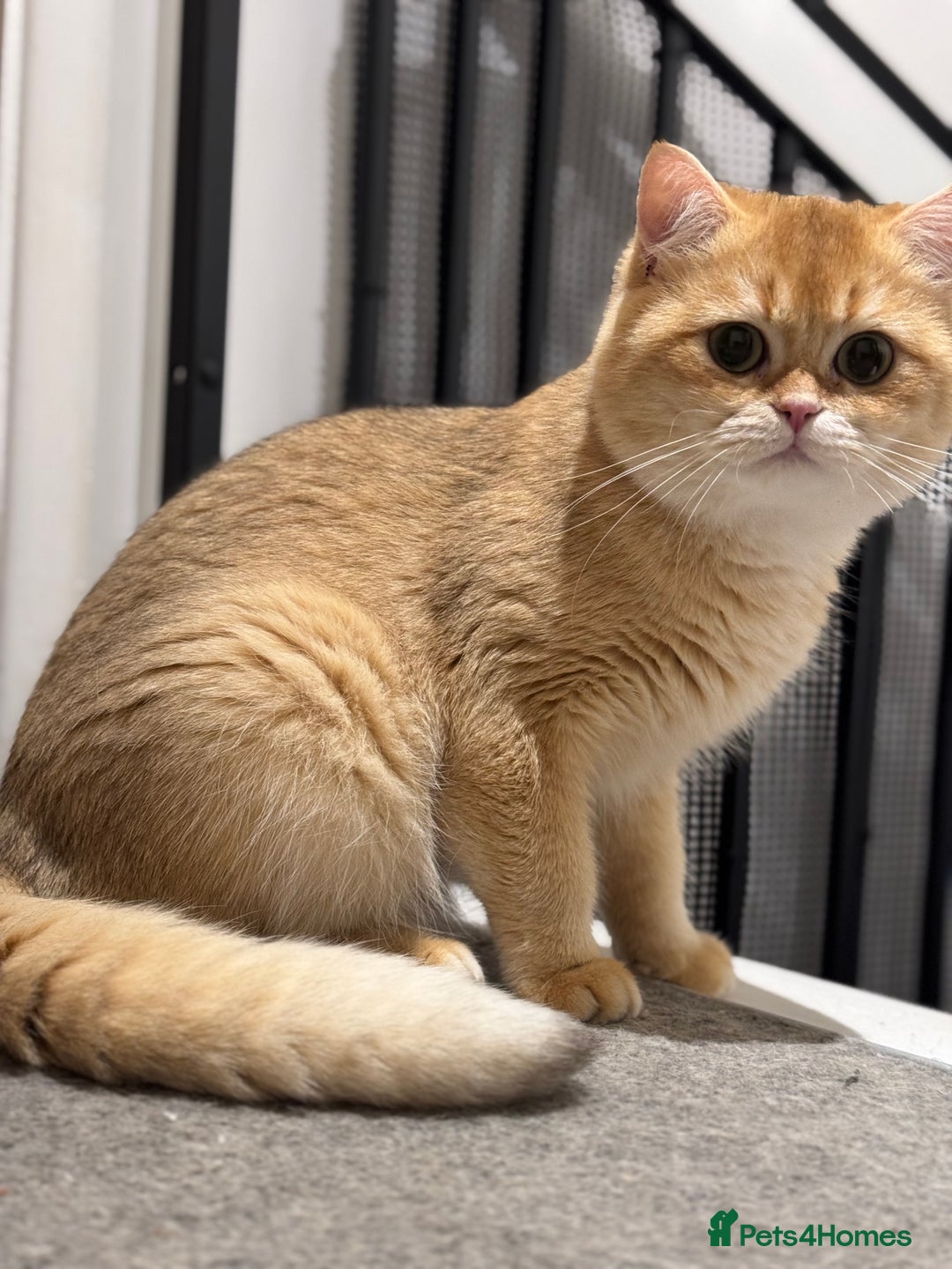 British Shorthair cats for sale: GCCF reg BSH Chocolate and Black Golden Kittens - Image 3