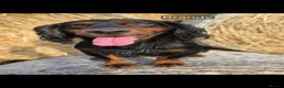 Cocker Spaniel dogs for sale: Kc working cockers health tested parents  - Advert 15