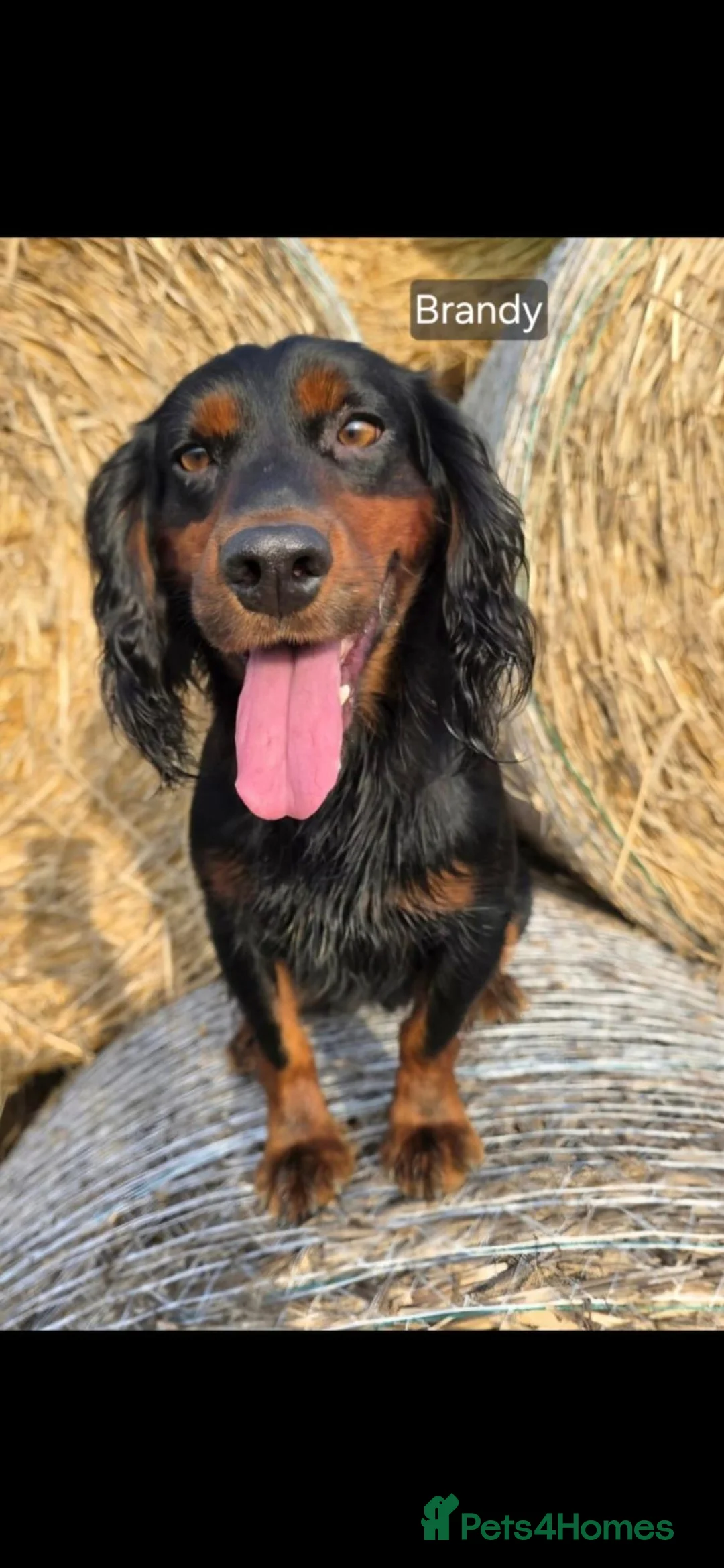 Cocker Spaniel dogs for sale: Kc working cockers health tested parents  - Advert 15