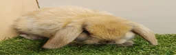 Mini Lop rabbits for sale: Vaccinated Baby Mini Lops-with new Yurvac vaccine - Advert 7