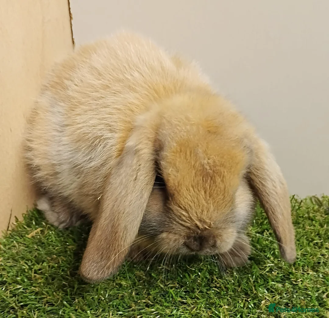 Mini Lop rabbits for sale: Vaccinated Baby Mini Lops-with new Yurvac vaccine - Advert 7