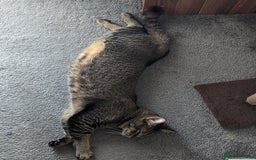 Bengal cats for sale: 3 year old loving Bengal cross needs a new home - Image 6