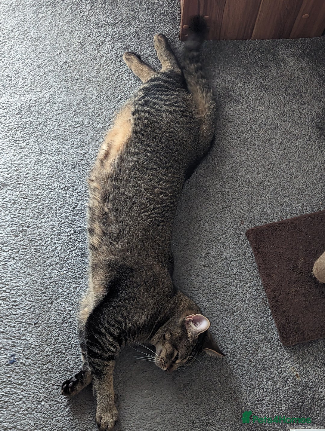 Bengal cats for sale: 3 year old loving Bengal cross needs a new home - Image 6