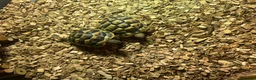 Hermann Tortoise reptiles for sale: 2 Hermann tortoises and table - Advert 7