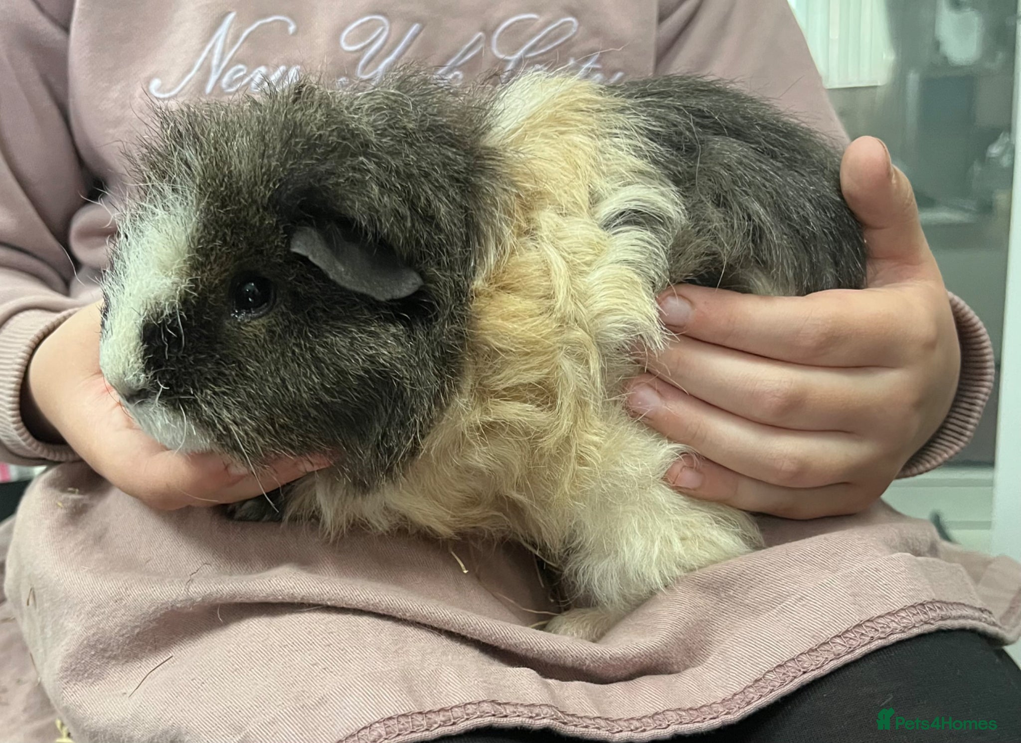 Guinea Pig rodents Guinea pigs rare Texel breed.  - Advert 6