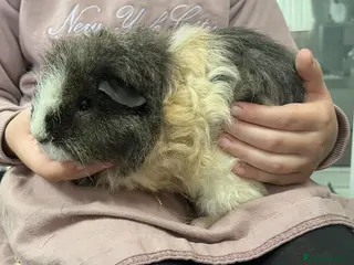 Guinea Pig rodents Guinea pigs rare Texel breed. - Advert 6