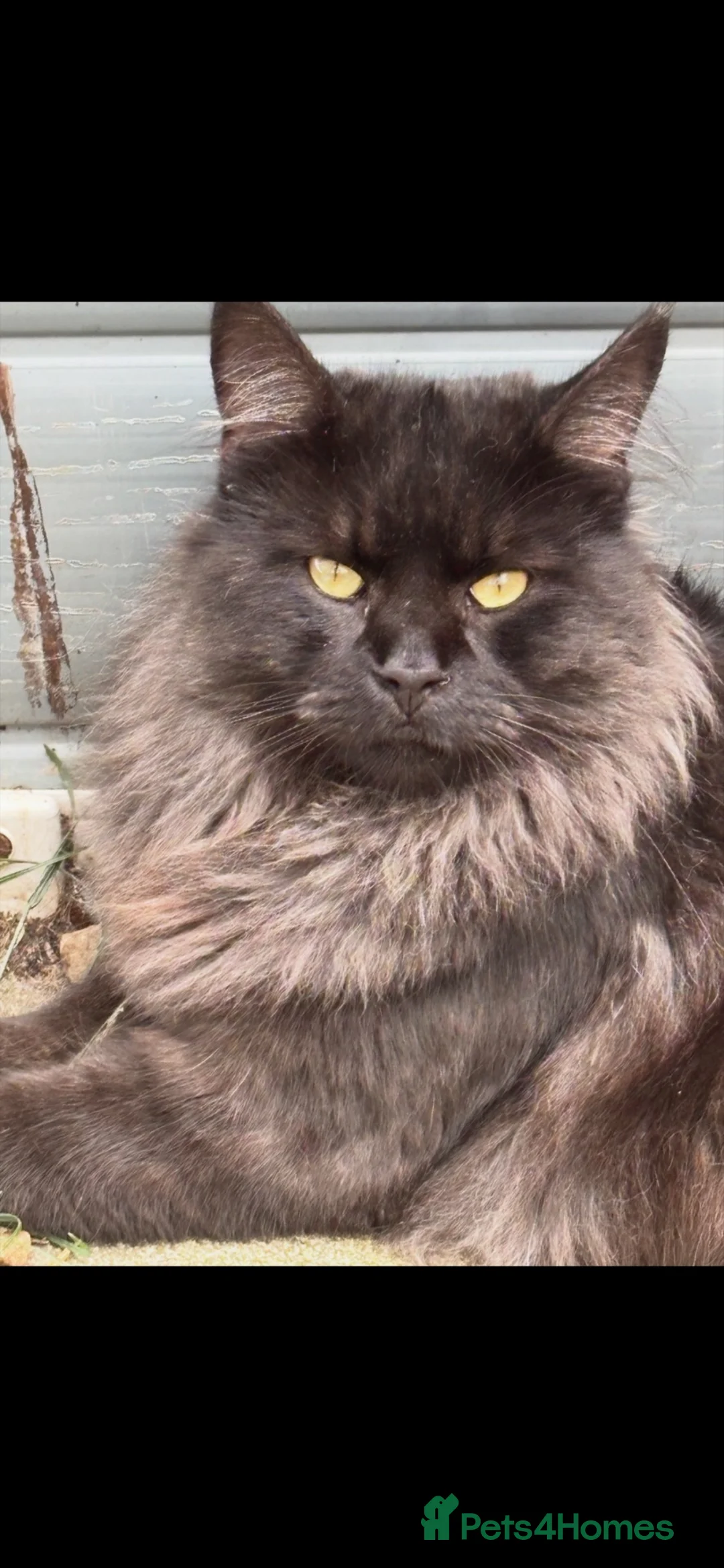 Maine Coon cats for sale: Silver grey striped in Liverpool - Advert 2