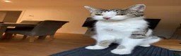 Mixed Breed cats for sale: Shirt hair moggy cat  in Maidstone - Advert 4