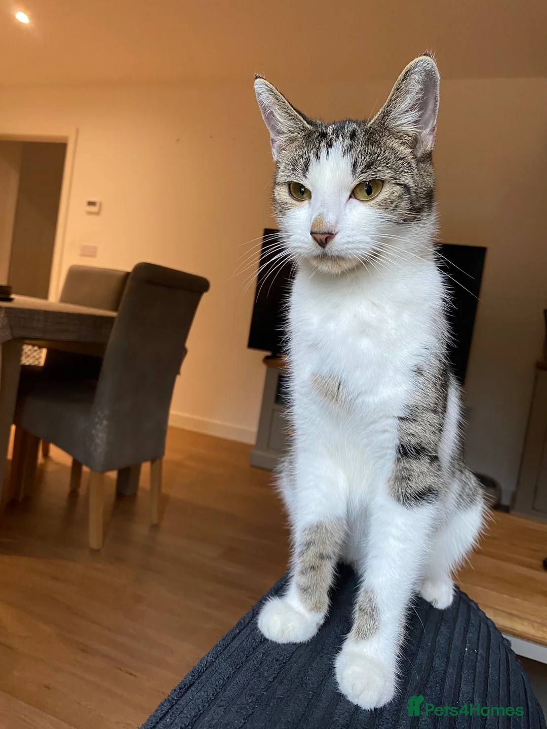 Mixed Breed cats for sale: Shirt hair moggy cat  in Maidstone - Advert 4