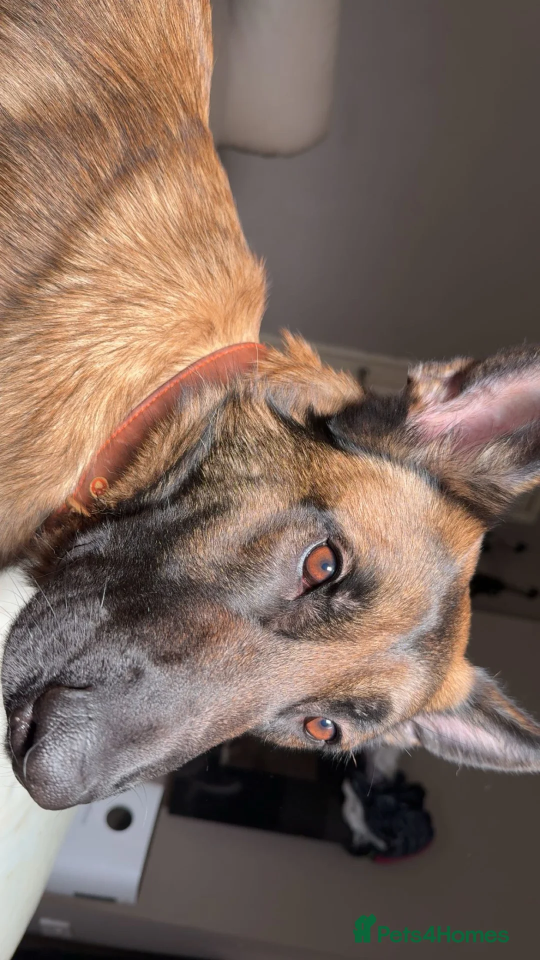 Mixed Breed dogs for sale: Buddy Shepnois - Advert 9