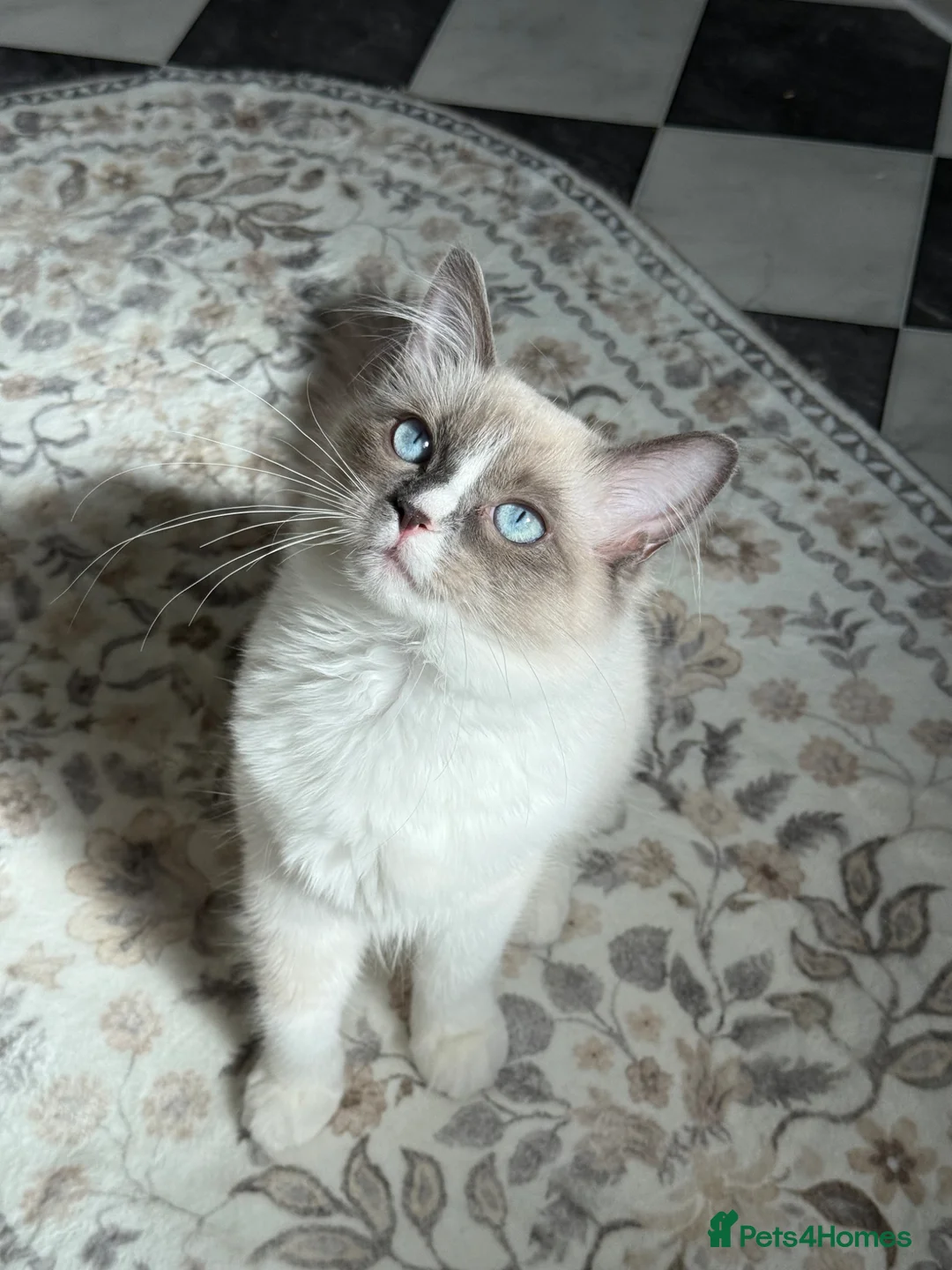 Ragdoll cats for sale: Precious bright blue girl available  - Advert 1