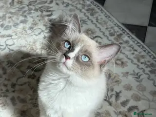 Ragdoll cats Precious bright blue girl available - Advert 14