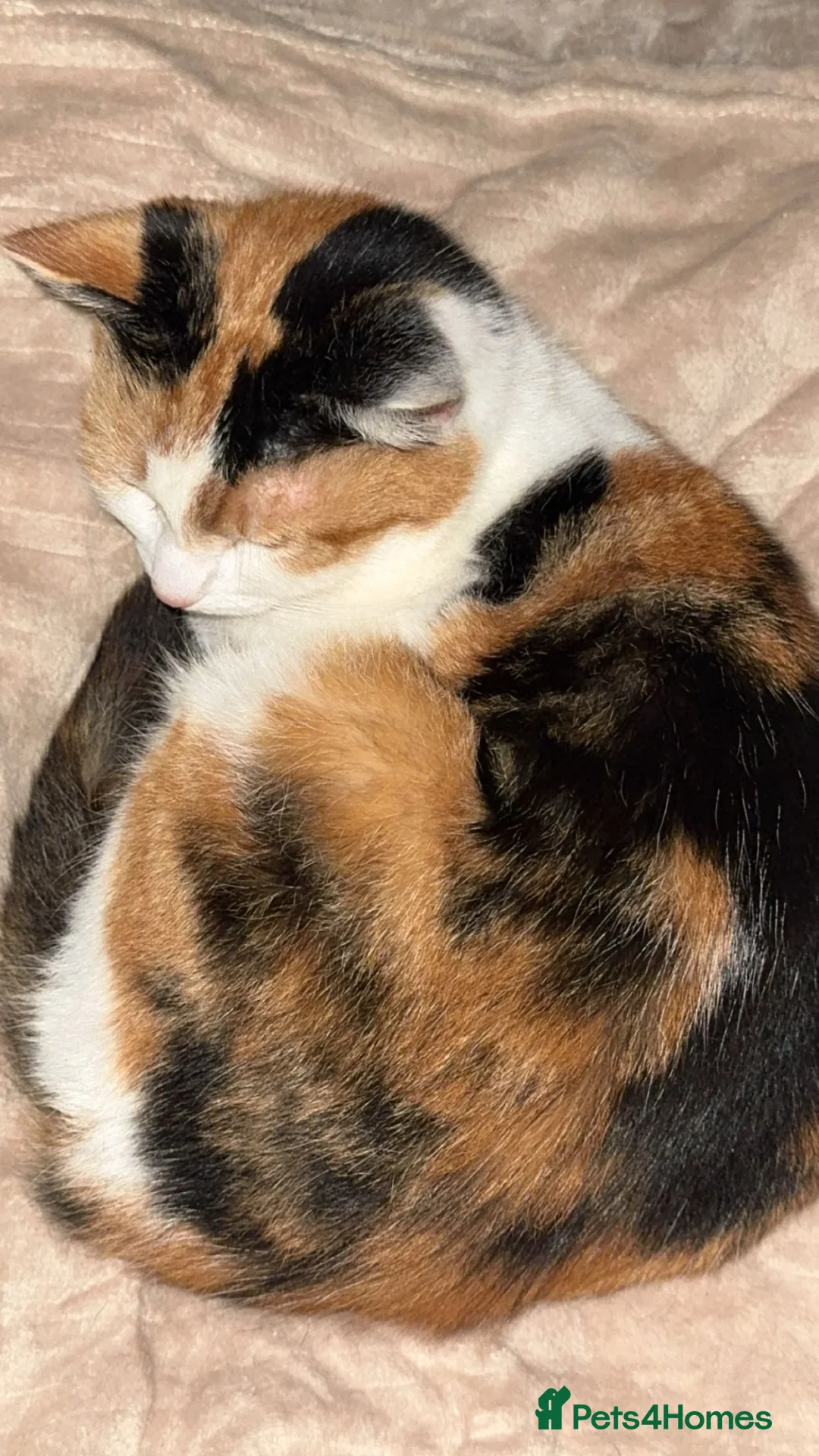 Mixed Breed cats for sale: Beautiful kittens ready now  - Advert 2