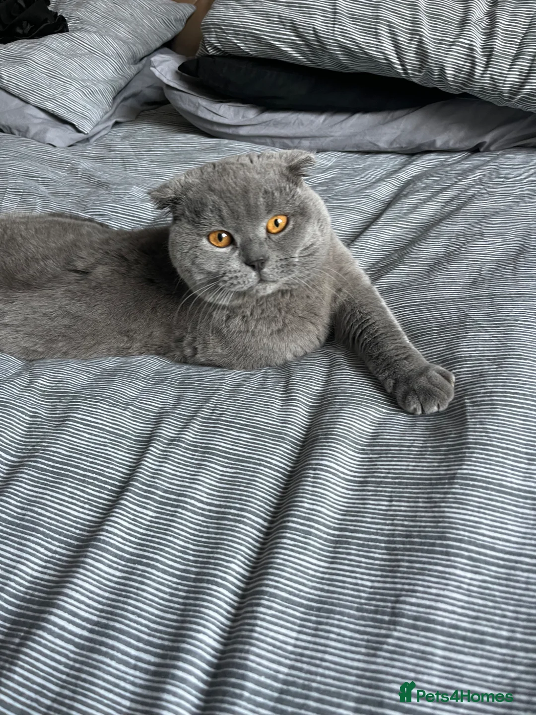 Scottish Fold cats for stud: Blue Scottishfold for Stud  - Advert 2