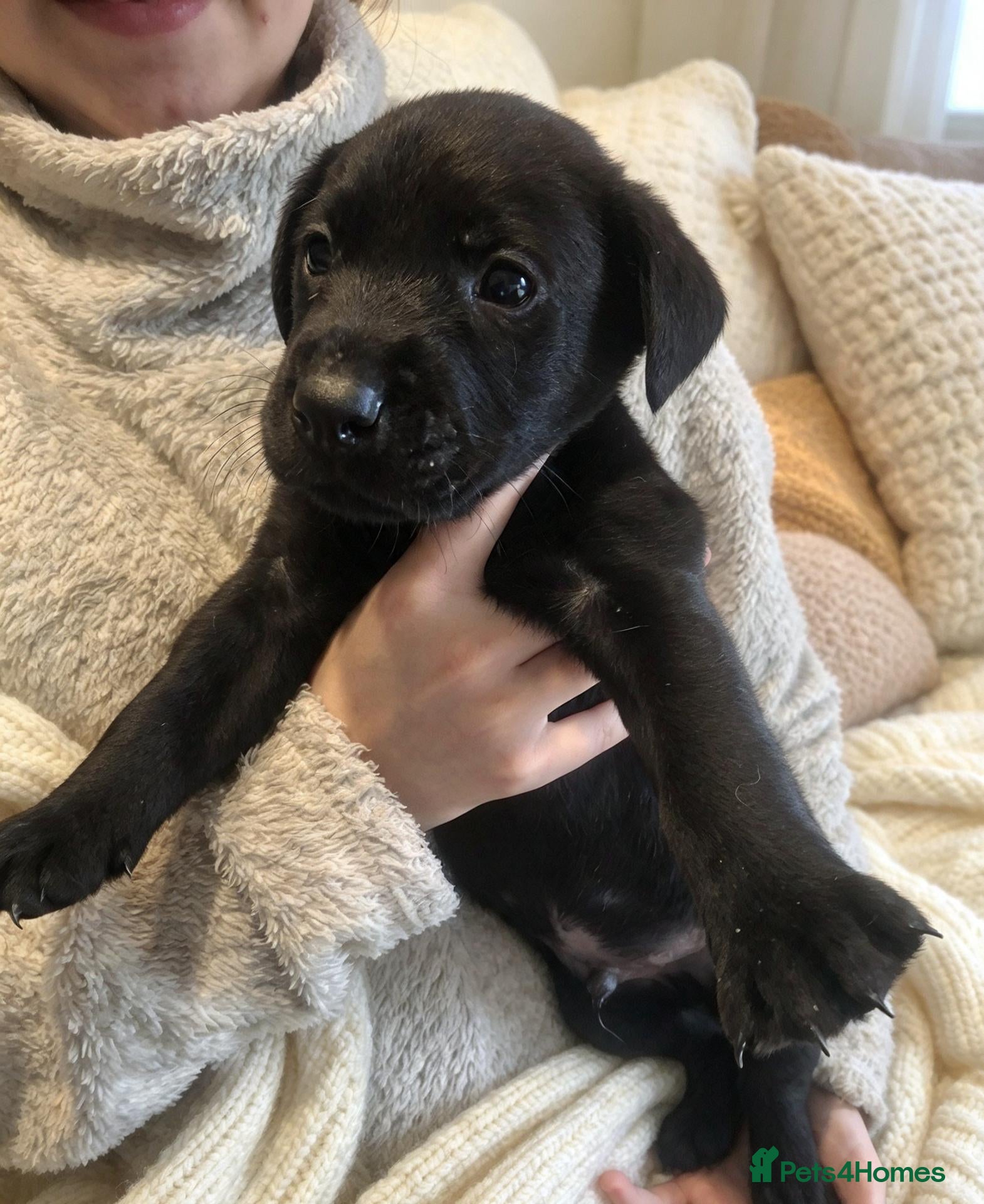 Labrador Retriever dogs for sale: labrador pups* 2 LEFT* - Advert 14