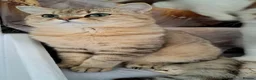 British Shorthair cats for sale: Stunning Black Golden BSH boy 💥 - Advert 13