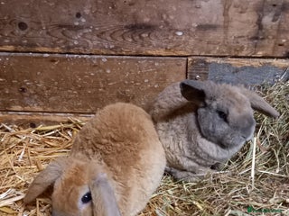 Mini Lop rabbits Mini plush lops - Advert 1