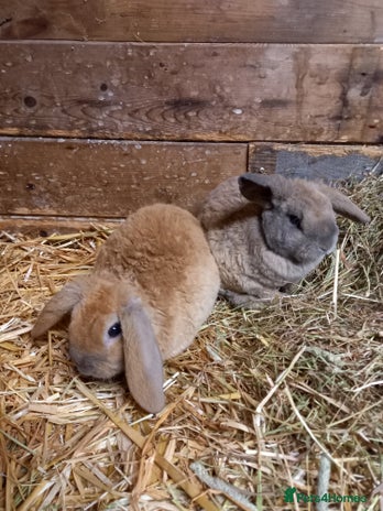 Mini Lop rabbits Mini plush lops - Advert 1