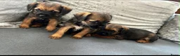 Border Terrier dogs for sale: 3 Border Terrier puppies 8 weeks old  in Slough - Advert 4