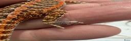Bearded Dragon reptiles for sale: Red Monster juveniles  - Advert 2