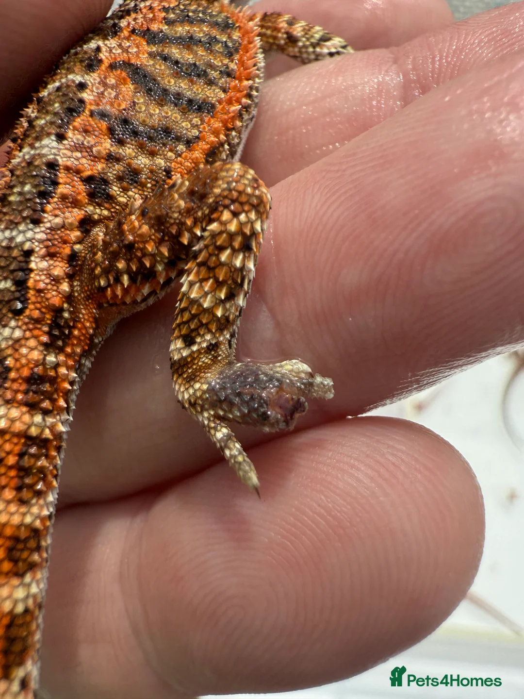 Bearded Dragon reptiles for sale: Red Monster juveniles  - Advert 2