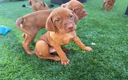 Hungarian Vizsla dogs for sale: KC regarding Hungarian Vizsla puppies - Image 28