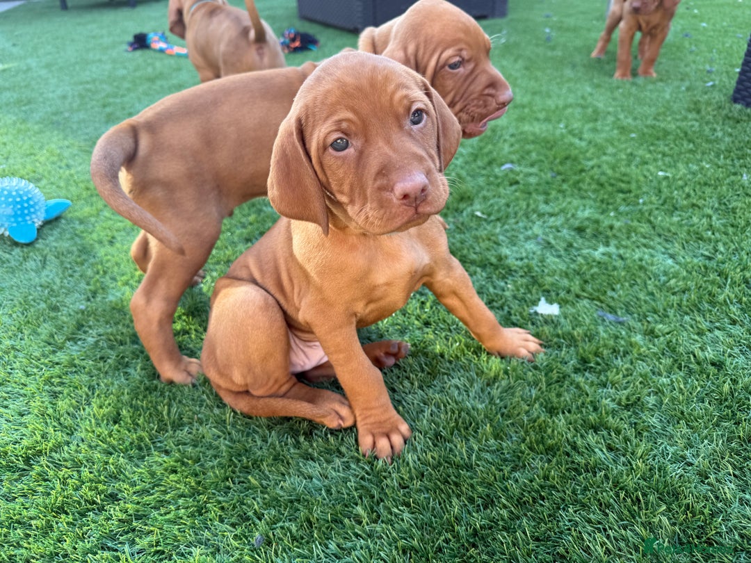 Hungarian Vizsla dogs for sale: KC regarding Hungarian Vizsla puppies - Image 28