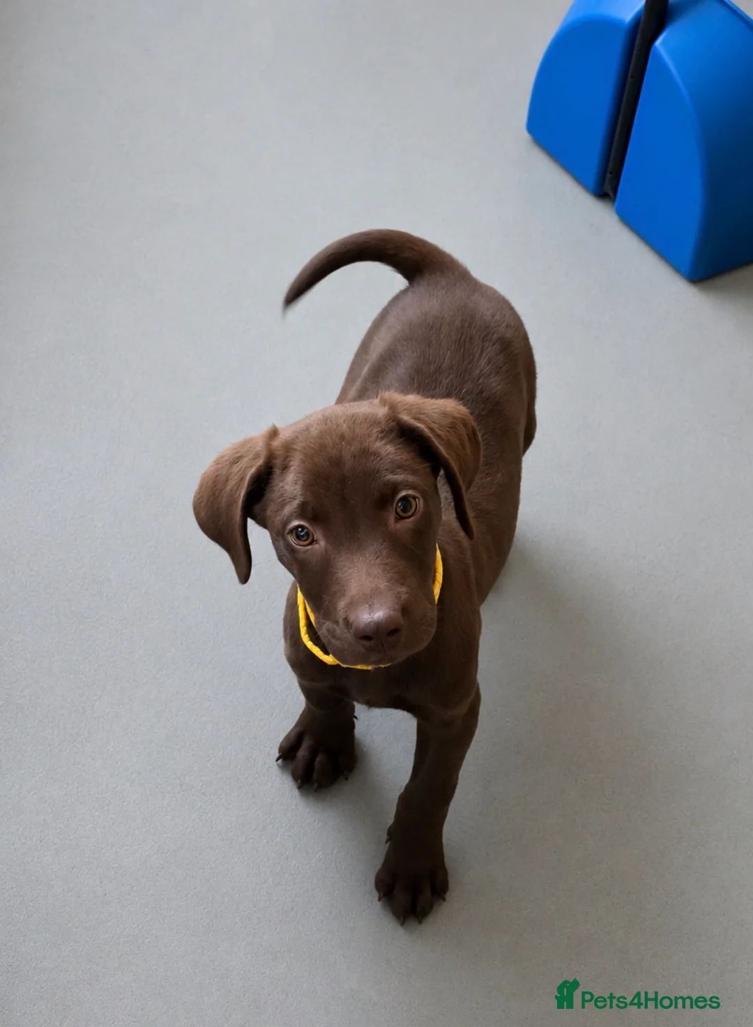 Labrador Retriever dogs for sale: Kc chocolate  male ready now fully  vac  - Advert 1