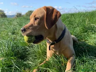 Labrador Retriever dogs Fox red Labrador ,stud duties (PROVEN) in Hengoed - Advert 14