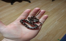 Corn Snake reptiles for sale: Baby corn snakes - Image 3