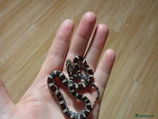 Corn Snake reptiles Baby corn snakes - Advert 3