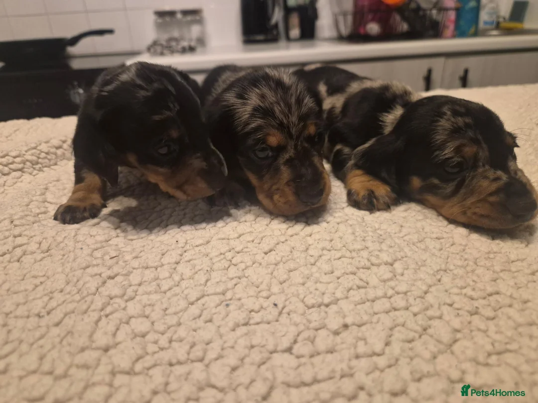 Miniature Dachshund dogs for sale: STUNNING 😍 MINITURE DACHSHUNDS 3 BOYS 1 GIRL  - Advert 2