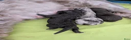 Cockapoo dogs for sale: Rare breed of cocktail Pasties, F1B Cockerpoos - Advert 10