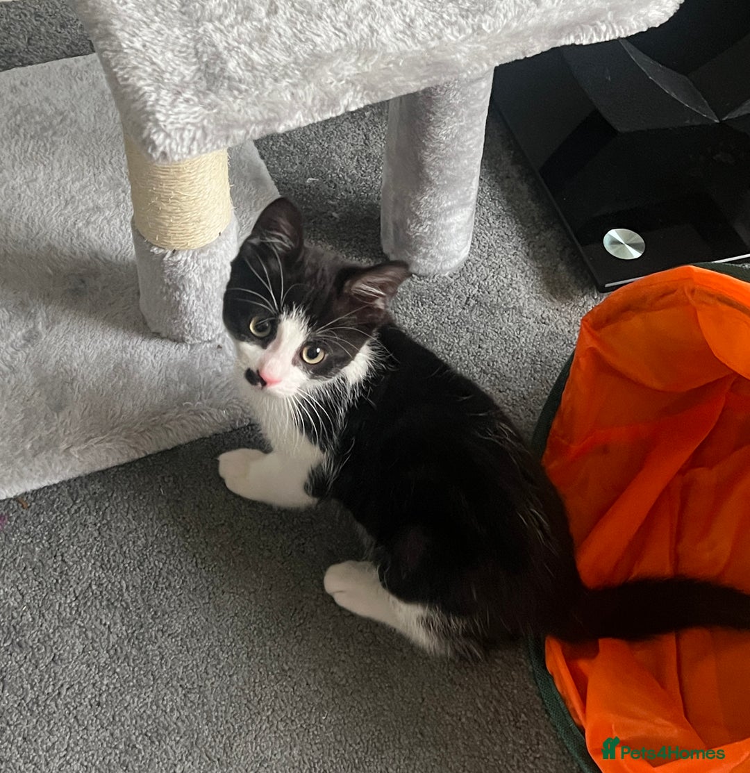 British Shorthair cats for sale: 11 Week Old Male Kitten Black & White Shorthair - Advert 12
