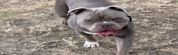 Olde English Bulldogge dogs for stud: 14 month old handsome boy in Wokingham - Advert 2