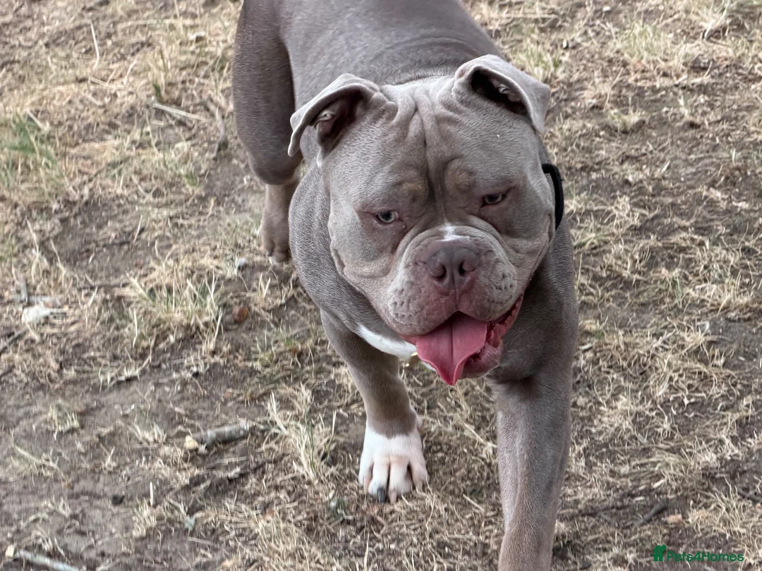 Olde English Bulldogge dogs for stud: 14 month old handsome boy in Wokingham - Advert 2