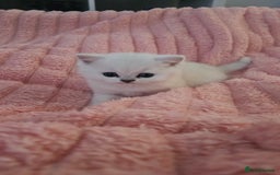 British Shorthair cats for sale: British Shorthair - Advert 2