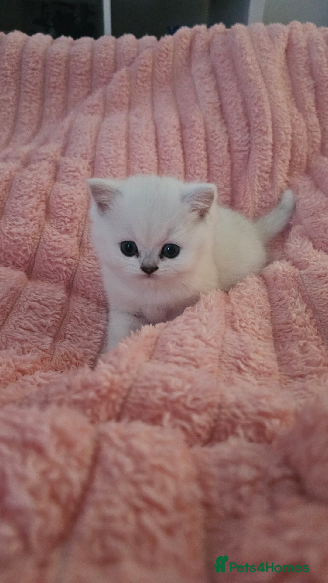 British Shorthair cats for sale: British Shorthair - Advert 2