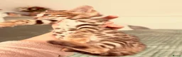 Bengal cats for sale: Stunning Purebred Bengal Kittens for sale. - Advert 7