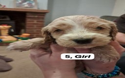 Cocker Spaniel dogs for sale: Show type Cocker spaniel puppies for sale - Image 6