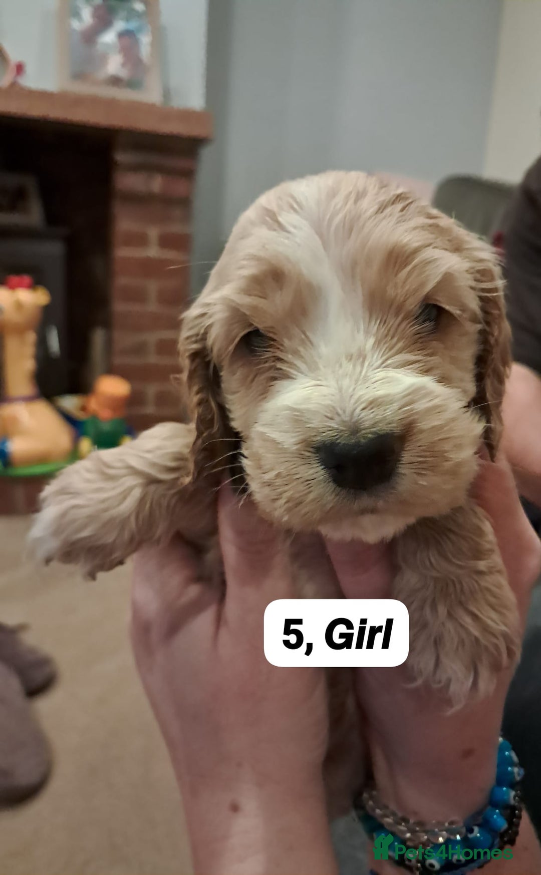 Cocker Spaniel dogs for sale: Show type Cocker spaniel puppies for sale - Image 6