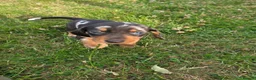Miniature Dachshund dogs for sale: Miniature dachshund  - Advert 6
